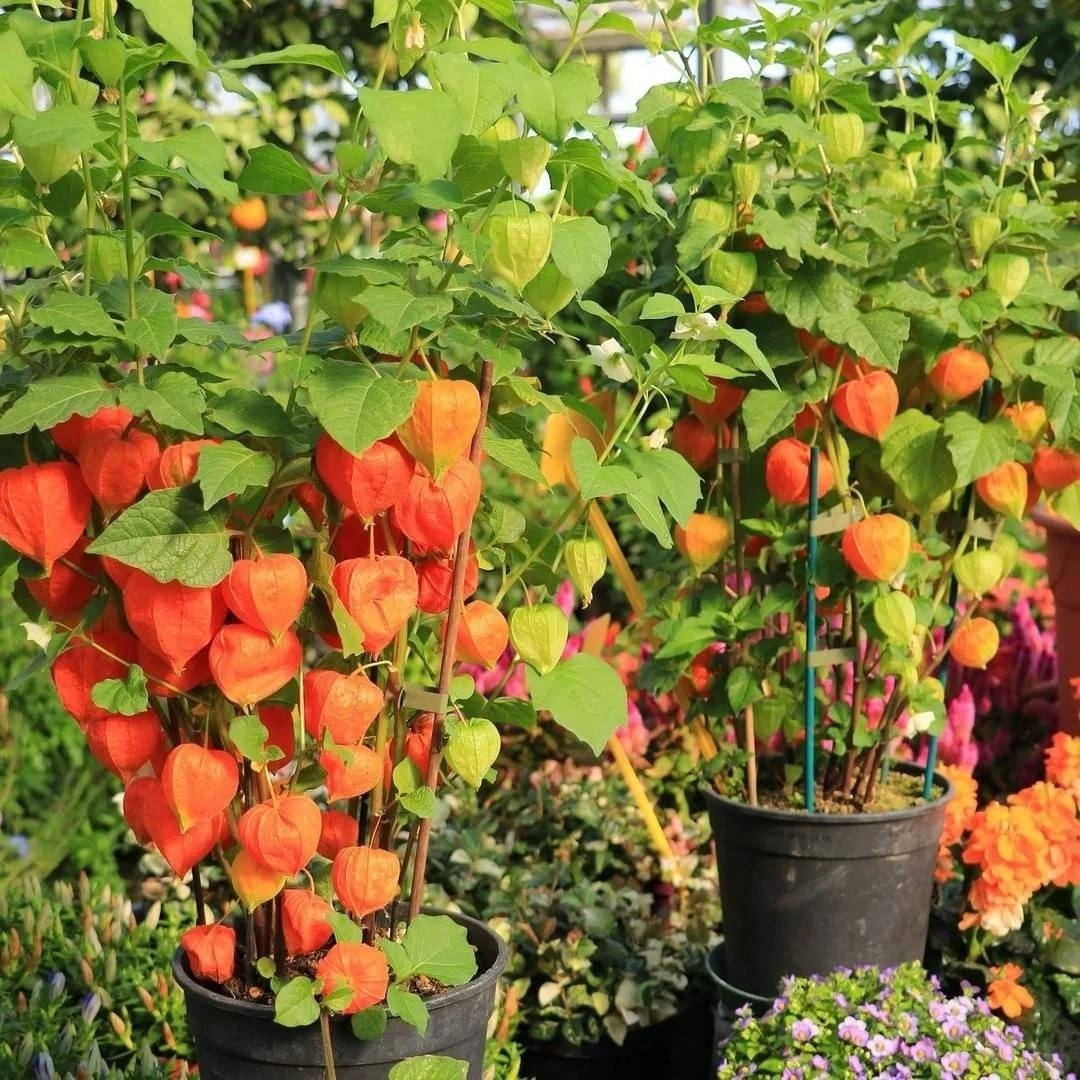 Cây leo bóng bay có tên khoa học Cardiospermum halicacabum, thuộc họ Bồ hòn, thường mọc ở vùng nhiệt đới châu Phi, châu Á và Úc.