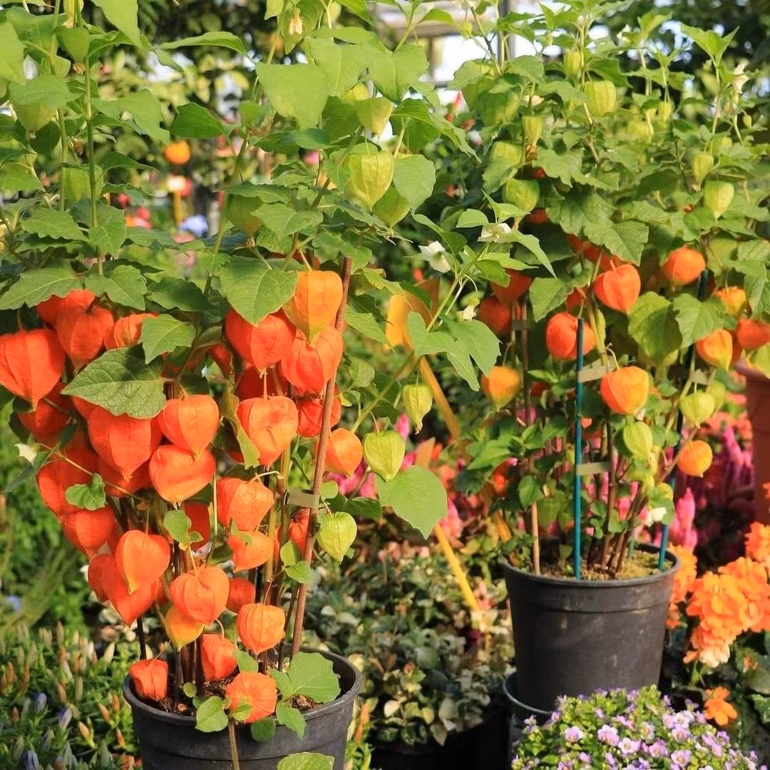 Cây leo bóng bay có tên khoa học Cardiospermum halicacabum, thuộc họ Bồ hòn, thường mọc ở vùng nhiệt đới châu Phi, châu Á và Úc.