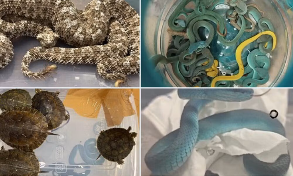 Bởi lẽ trước đó chỉ phát hiện các trường hợp buôn lậu vàng, ngoại tệ, cần sa hay những viên thuốc nghi cocaine mà hành khách nuốt vào bụng. Ảnh: X.