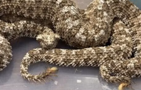 Số động vật hoang dã này được ngụy trang tinh vi và cất giấu trong vali như hành lý du lịch thông thường. Ảnh: X.