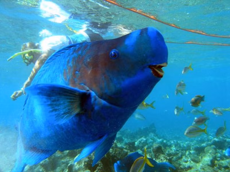 Hơn 80% thời gian trong một ngày của cá vẹt lam được nó sử dụng để kiếm thức ăn.