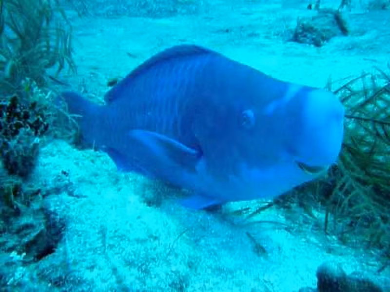 Kích thước trung bình từ 30 - 75cm có thể đạt chiều dài tới 1,2m, tuổi thọ trung bình lên tới 7 năm. Đây là nhóm cá chuyên ăn rong tảo và san hô chết.