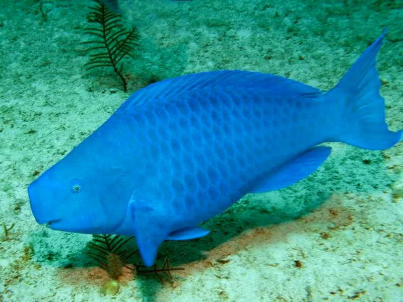 Mỗi con cá vẹt lam tạo ra tới 320kg cát mỗi năm.