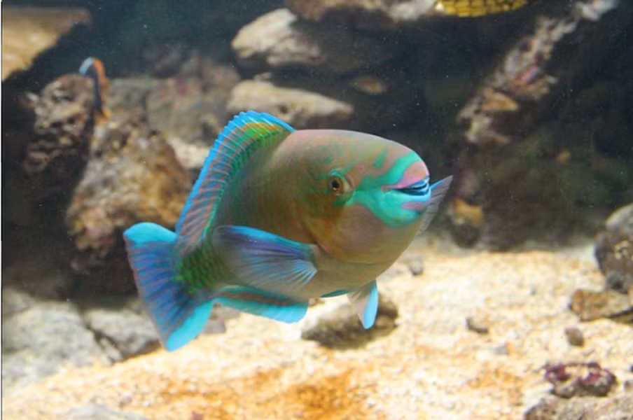 Cá vẹt lam sở hữu hàm răng chắc chắn giúp nó có thể nhai và nghiền thức ăn hoàn hảo.