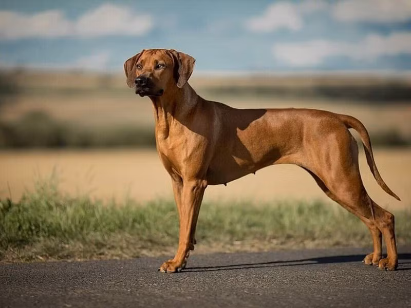 Chó lông xoáy Nam Phi không chỉ sở hữu cơ thể mạnh mẽ, năng động, dũng cảm mà còn có thể chịu đựng điều kiện khắc nghiệt