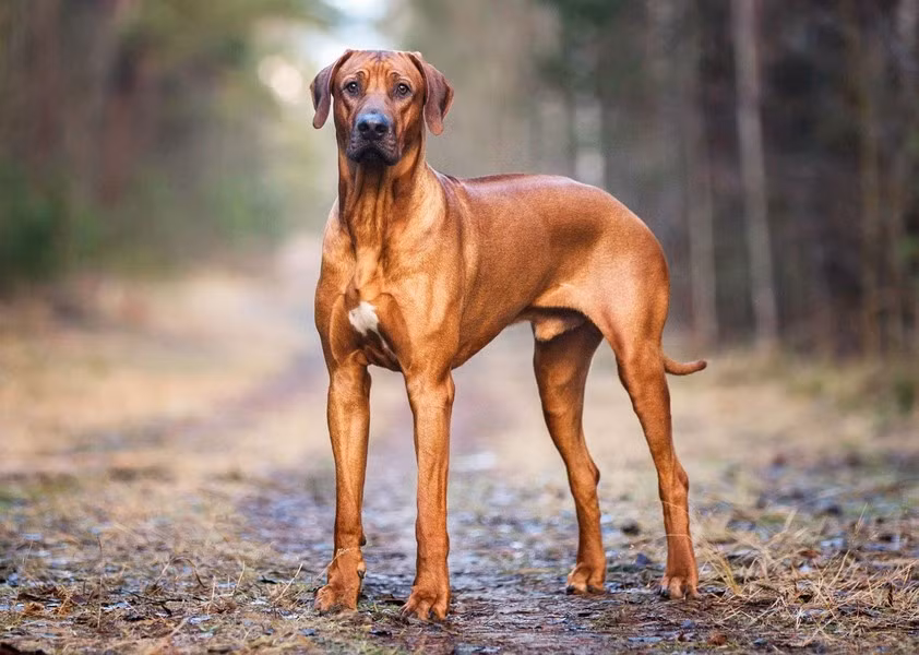 Chó lông xoáy Nam Phi hay chó xoáy lưng Rhodesian là một giống chó săn Nam Phi có nguồn gốc từ những con chó săn châu Phi, được du nhập sang châu Âu vào thế kỷ 17