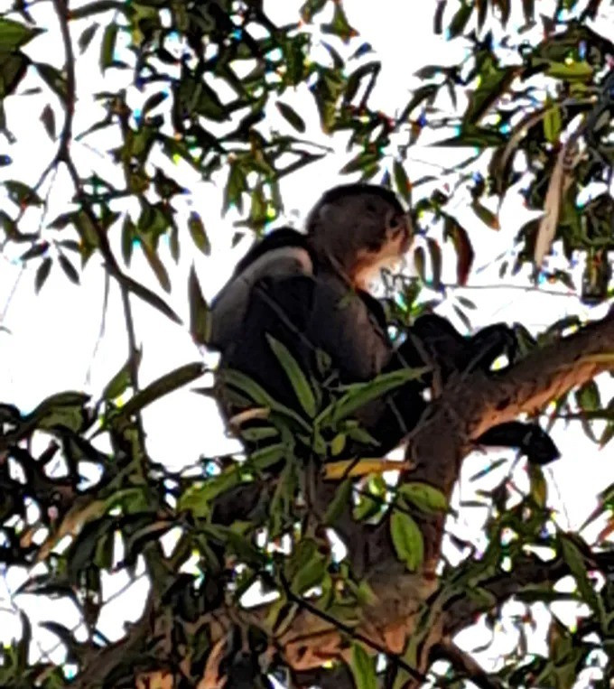 Vào tối ngày 18/1, ông Trần Quốc Thế, Thôn trưởng thôn 4 Điền Mỹ (xã Hà Linh, tỉnh Hà Tĩnh), cho biết, khoảng 3 ngày nay, một cá thể voọc 7 màu (voọc chà vá chân nâu) quý hiếm bất ngờ xuất hiện, leo trèo, di chuyển trên các cây trong vườn nhà dân trên địa bàn. Ảnh: SGGP.