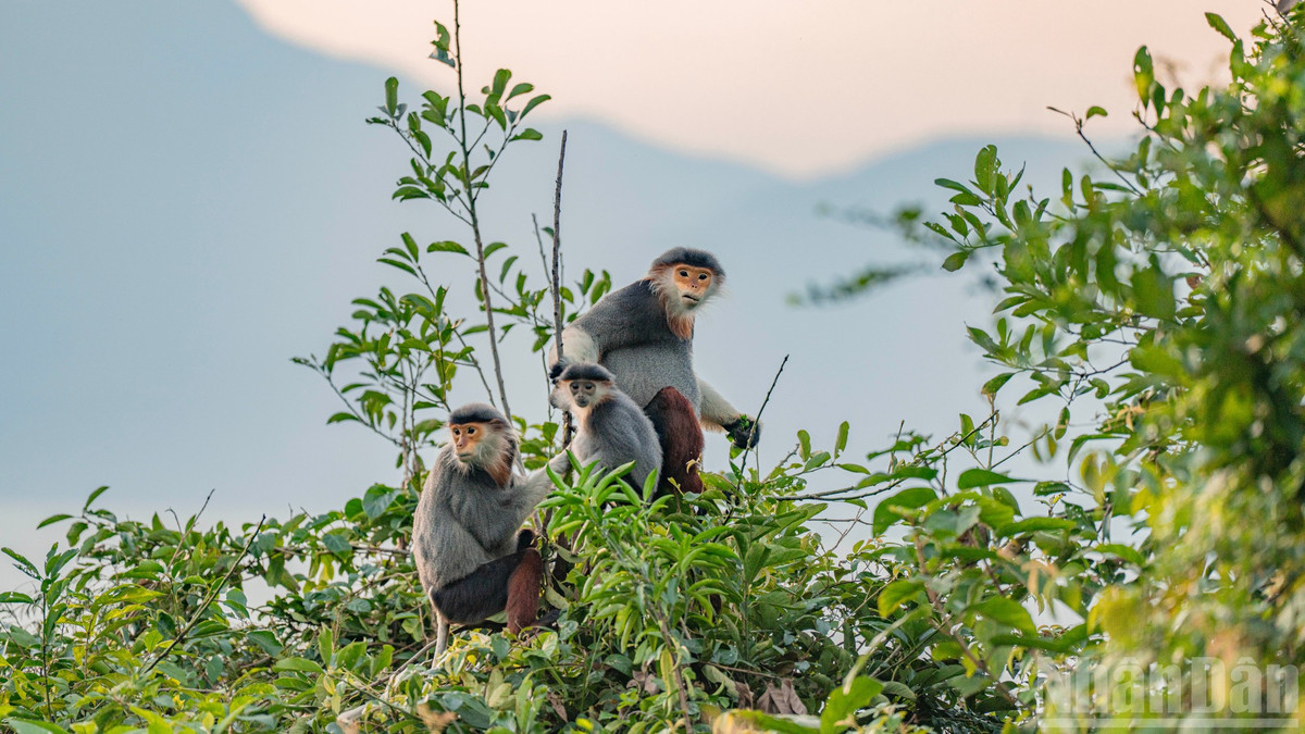 Voọc chà vá chân nâu có tên khoa học là Pygathrix nemaeus, thuộc họ khỉ cựu thế giới (nhằm phân biệt với loài khỉ tân thế giới), là quần thể linh trưởng đặc hữu của Đông Dương. Ảnh: Nhân dân.