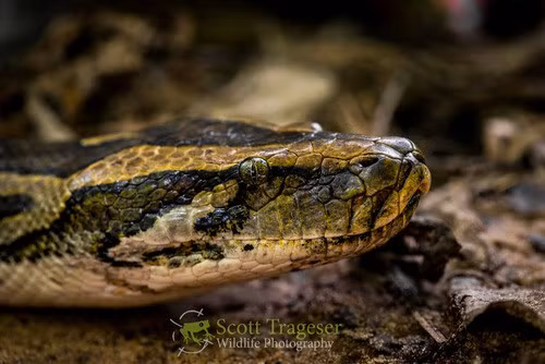 Đặc điểm nổi bật của trăn đất gồm: đầu dài, nhỏ, màu nâu xám. Mặt trên đầu có hoa văn hình mũi mác di từ cổ, mũi nhọn hướng về phía đầu mõm. Ảnh: Scott Trageser.