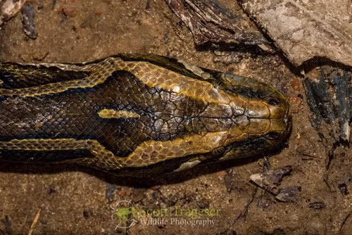 Thức ăn của trăn đất chủ yếu gồm: gặm nhấm, hươu nai, chim, ếch nhái và bò sát. Ảnh: Scott Trageser.