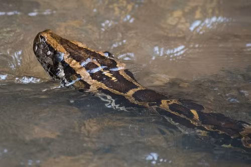 Là một trong những loài trăn phân bố ở Việt Nam, trăn đất khi trưởng thành có thể đạt chiều dài trung bình 4 - 6m và nặng hơn 100 kg. Ảnh: Vijay Anand Ismavel.