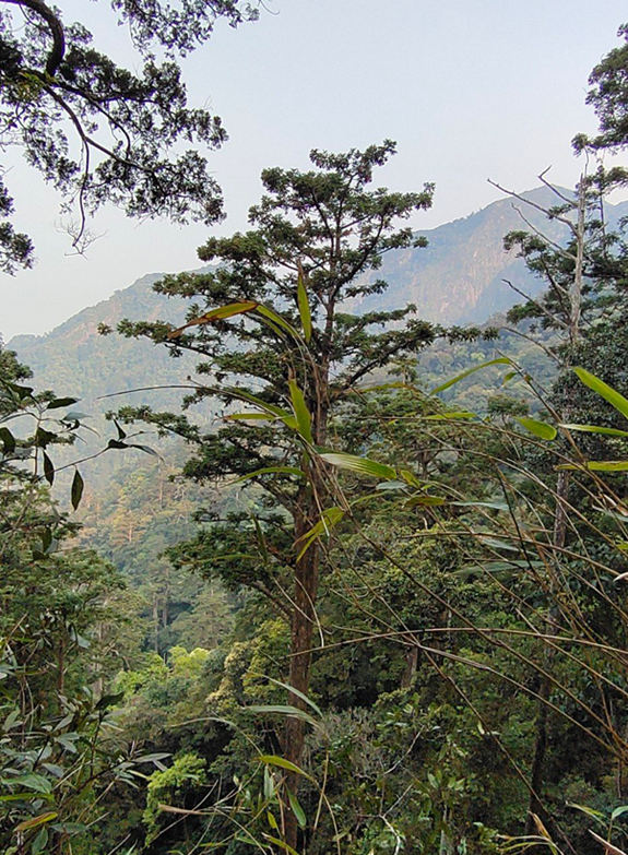 Tại Việt Nam, kích cỡ quần thể beo lửa ước tính dưới 250 cá thể. Trong đó, số lượng cá thể beo lửa trưởng thành ở mỗi tiểu quần thể dưới 50 con. Ảnh: baonghean.vn.