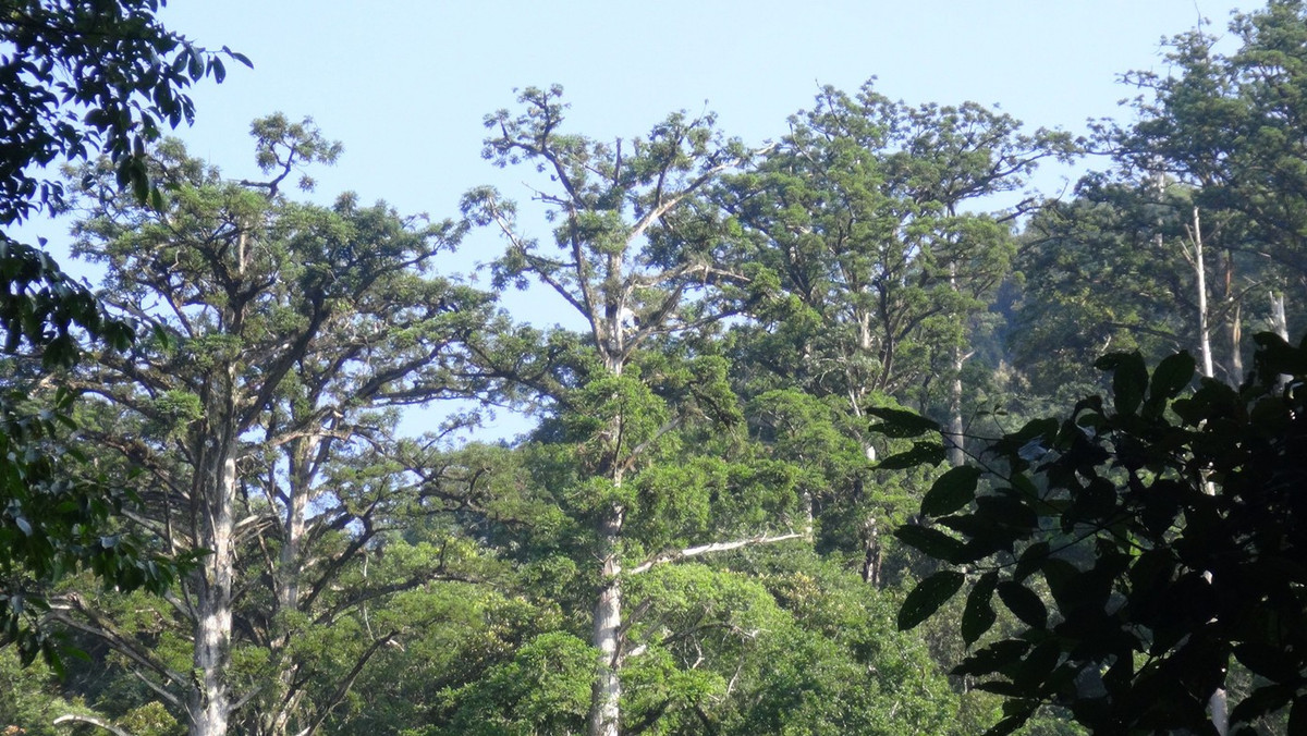 Vào ngày 18/12, ông Nguyễn Văn Sinh - Giám đốc Khu Bảo tồn thiên nhiên Pù Hoạt (tỉnh Nghệ An) cho biết đơn vị lần đầu tiên ghi nhận được hình ảnh loài beo lửa đặc biệt quý hiếm thông qua hoạt động đặt bẫy ảnh. Ảnh: Tiền phong.