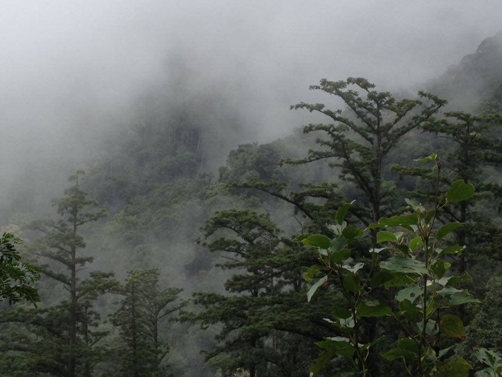 Nghiên cứu năm 2008 cho thấy tại khu vực miền Bắc, beo lửa được ghi nhận phân bố ở một số địa phương Yên Bái (cũ), Lào Cai, Sơn La, Hòa Bình (cũ), Hà Tĩnh, Quảng Bình (cũ), Quảng Nam (cũ). Riêng tại tỉnh Nghệ An, loài động vật đặc biệt quý hiếm này được ghi nhận có phân bố ở Pù Hoạt. Ảnh: baonghean.vn.