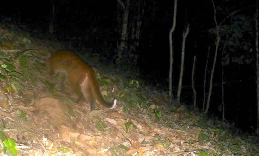 Từ 120 bẫy ảnh lắp đặt tại 60 điểm trong Khu Bảo tồn thiên nhiên Pù Hoạt, lực lượng chức năng ghi nhận hình ảnh của cá thể beo lửa đặc biệt quý hiếm, có giá trị bảo tồn rất cao và đang được ưu tiên bảo vệ. Ảnh: Tiền phong.