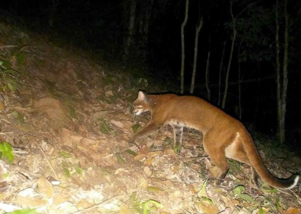 Trước đó, kể từ tháng 10/2025, Khu Bảo tồn thiên nhiên Pù Hoạt triển khai Chương trình sử dụng bẫy ảnh kết hợp với việc ứng dụng các mô hình thống kê tiên tiến Occupancy Modeling để điều tra, giám sát và đánh giá hiện trạng các loài động vật hoang dã. Ảnh: Tiền phong.