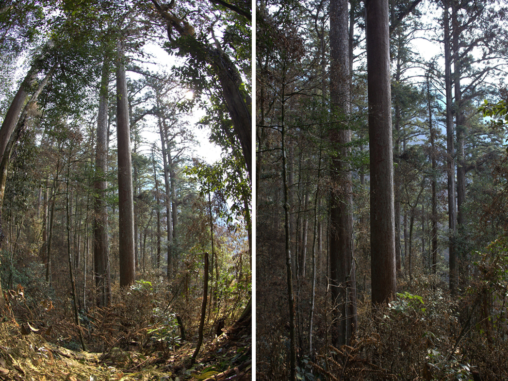 Các nhà khoa học cho hay beo lửa phân bố rộng nhưng cực kỳ hiếm gặp. Quy mô quần thể toàn cầu đã suy giảm hơn 80% trong 30 năm qua do mất sinh cảnh và bị săn bắt cạn kiệt. Ảnh: baonghean.vn.