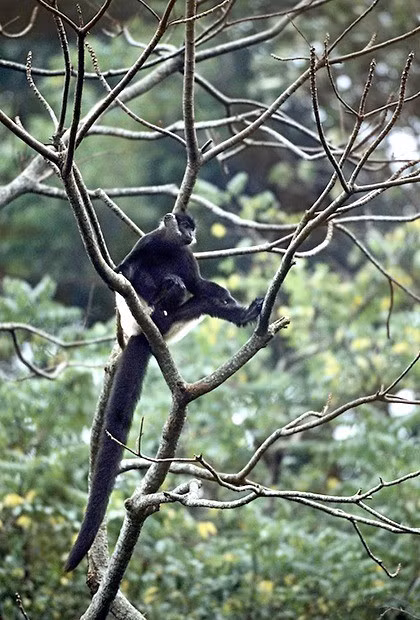 Voọc mông trắng (có tên khoa học là Trachypithecus delacouri) còn được gọi là voọc quần đùi trắng. Đây là một trong 5 loài linh trưởng đang bị đe dọa tuyệt chủng ở mức toàn cầu. Ảnh: eprc.asia.