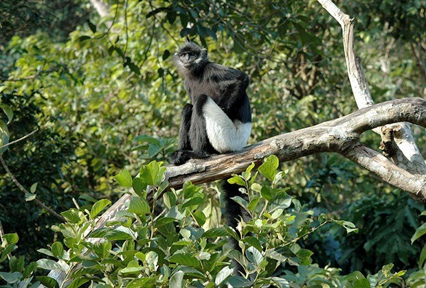 Loài voọc mông trắng sống thành đàn và mỗi đàn khoảng 2 - 8 cá thể. Đàn lớn nhất có tới 16 cá thể. Chúng ăn thực vật, bao gồm lá, quả, hoa, đôi khi là vỏ cây thân gỗ. Ảnh: eprc.asia.