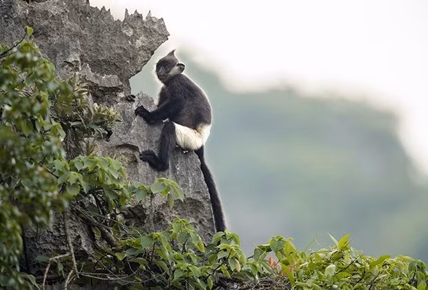 Loài voọc mông trắng thuộc họ khỉ (Cercopithecidae), bộ linh trưởng (Primates). Chúng được xác định là loài đặc hữu của Việt Nam, không có ở bất kỳ nơi nào khác trên Trái đất. Ảnh: eprc.asia.