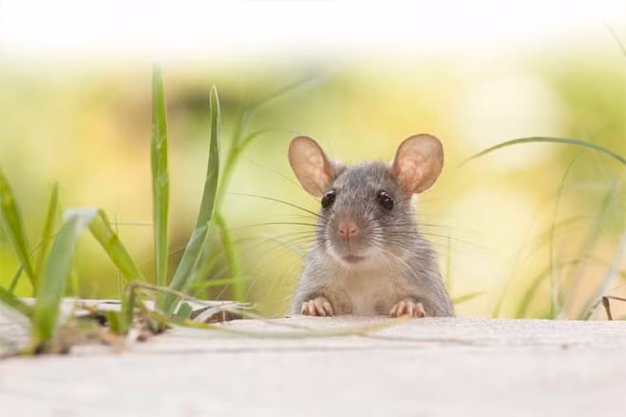 Chuột là chuyên gia trong việc xác định chính xác vị trí âm thanh do tai của chúng quá gần nhau. Phạm vi của một con chuột thuộc loại siêu âm, là những âm thanh quá cao mà con người không thể nghe thấy. Chuột có khả năng nghe được với dải tần số rộng. Chúng có thể cảm nhận âm thanh ở tần số từ 80 Hz đến 100 kHz (trong dải siêu âm), nhưng nhạy cảm nhất trong phạm vi 15–20 kHz và khoảng 50 kHz.