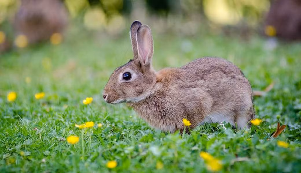 Thỏ có thói quen hướng tai về phía nguồn âm thanh và sử dụng cử động tai để chạy trốn khỏi các đối thủ săn mồi. Cử động đứng của tai thỏ thường điều chỉnh theo tình huống, thể hiện sự chú ý và tập trung.