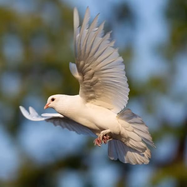 Chim bồ câu có khả năng nghe thấu âm thanh hạ âm, với khả năng nhận diện âm thanh thấp xuống tới 0,5 Hz. Điều này giúp chúng cảm nhận được các biến động như cơn bão, động đất và thậm chí núi lửa ở xa. Với thính giác đặc biệt và khả năng định hướng tuyệt vời, chúng được coi là những người điều hướng tốt nhất trong thế giới động vật.