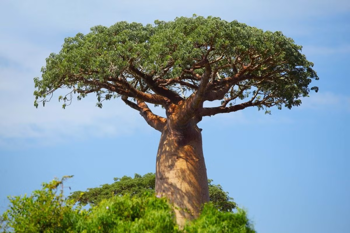 Là một trong những loài cây lớn nhất thế giới, cây baobab có thể đạt chiều cao trung bình từ 5 - 25m, thậm chí có thể lên tới 30m. Chu vi gốc cây khoảng 22 - 35m, đặc biệt có cây lên tới 50m. Ảnh: oneearth.org.