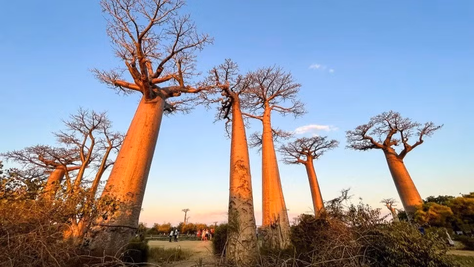 Cây baobab (tên khoa học là Adansonia Digitata) được xem biểu tượng của lục địa châu Phi. Loài cây này trông giống như một cái cây lộn ngược. Ảnh: Giovanni Mereghetti/UCG/Universal Images Group via Getty Images.