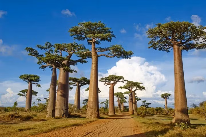Nghiên cứu của các chuyên gia cho thấy loài cây baobab đã có mặt trên Trái đất cách đây từ hơn 200 triệu năm, cùng thời với khủng long. Ảnh: Tuul &amp; Bruno Morandi via Getty Images.