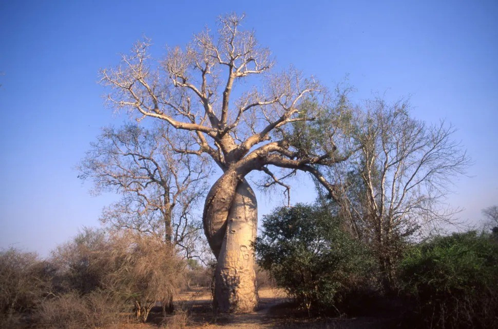Baobab được xác định có 8 loài và tất cả đều thuộc chi Adansonia. Trong đó, 6 loài phân bố ở đảo Madagascar, Ấn Độ Dương, 1 loài tìm thấy ở phần lớn ở châu Phi và 1 loài ở Australia. Ảnh: Jean-Denis JOUBERT/Gamma-Rapho via Getty Images.