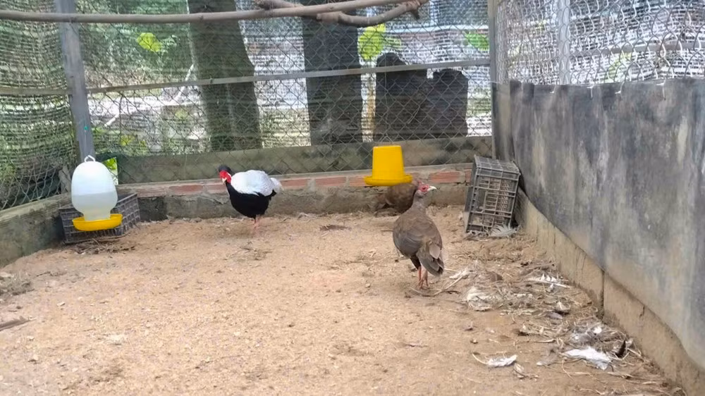 Ngoài tự nhiên, chúng thường sống ở rừng nguyên sinh và thứ sinh từ độ cao 300 mét.