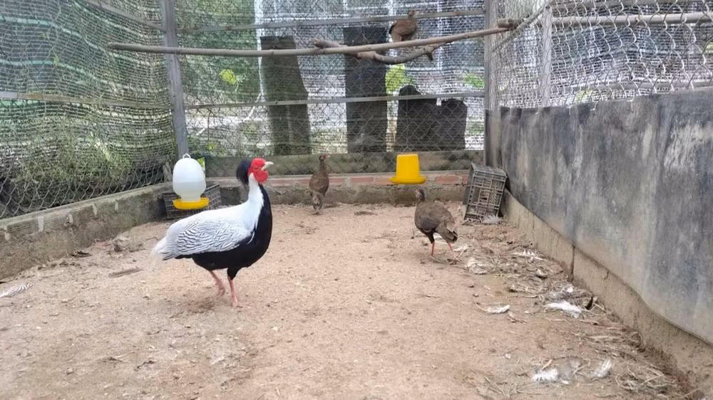 Ông Nguyễn Vũ Linh, Giám đốc Vườn quốc gia Bạch Mã, cho biết dự kiến khoảng 2 năm tới sẽ tái thả một số cá thể gà lôi trắng, hướng đến mục tiêu phục hồi quần thể ngoài tự nhiên.