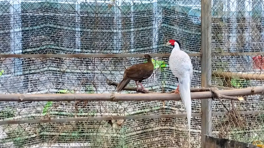 Gà lôi trắng, một trong những loài đang được bảo tồn trọng điểm tại trung tâm. Loài này nằm trong danh mục động vật nguy cấp, quý hiếm và đã được ghi nhận ngoài tự nhiên tại Bạch Mã.