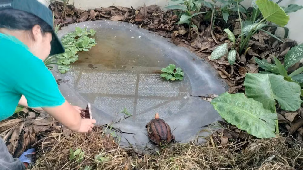Trung tâm đang nuôi dưỡng 12 cá thể rùa hộp trán vàng miền Trung.