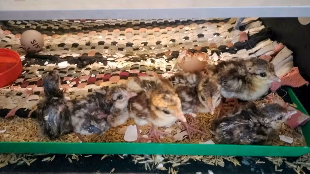 Những con non được nhân giống tại Trung tâm Cứu hộ, Bảo tồn và Phát triển sinh vật thuộc Vườn quốc gia Bạch Mã.