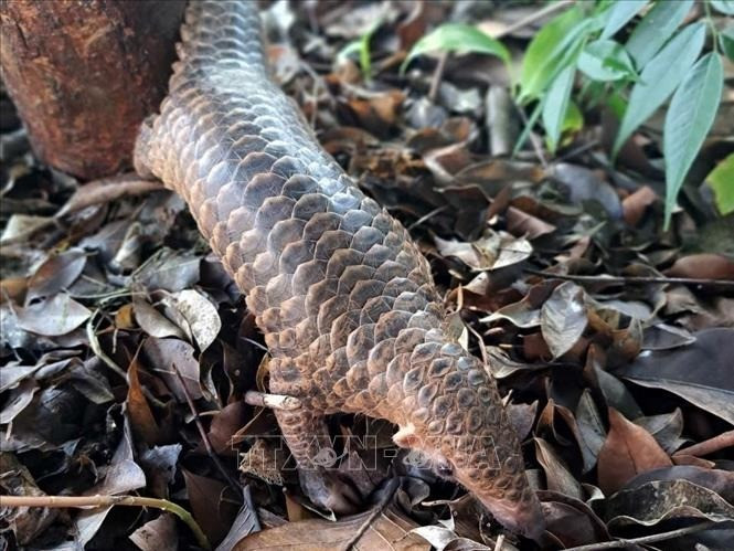 Việt Nam là nơi phân bố 2 loài tê tê quý hiếm gồm: tê tê Java Manis javanica và tê tê vàng Manis pentadactyla. Ảnh: TTXVN.