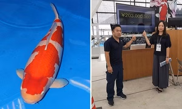 Nhật Bản là quốc gia nuôi nhiều cá Koi nhất với 90% lượng cá để xuất khẩu. Mỗi con cá Koi đạt tiêu chuẩn có giá từ 380.000 đồng đến khoảng 6.000.000 đồng. Tùy theo từng loại mà có những con cá Koi có giá khủng. Ảnh: Daily Mail.