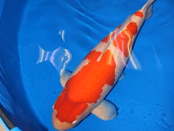 Năm 2018, một cuộc đấu giá cá Koi được tổ chức ở trang trại Saki Fish, thành phố Hiroshima, Nhật Bản. Khi ấy, con cá Koi Kohaku Nhật Bản dài tới 1m được bán với giá 203 triệu yên (khoảng 41,5 tỷ đồng). Theo đó, đây là con cá Koi đắt nhất thế giới. Ảnh: Daily Mail.