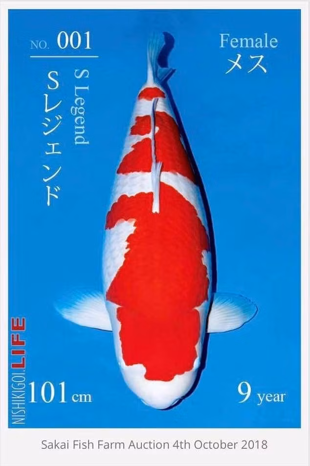 Sau khi đấu giá thành công, bà Yingying có kế hoạch cho con cá Koi tên S Legend trên tham dự cuộc thi All Japan Koi Show - một cuộc thi dành riêng cho cá Koi ở Nhật Bản. Không những vậy, bà còn cơ hội nhân giống loài cá đắt đỏ này khi nó có tiềm năng đẻ tới 500.000 trứng, trong đó khoảng 5.000 trứng sẽ đủ chất lượng để bán ra thị trường. Ảnh: Daily Mail.