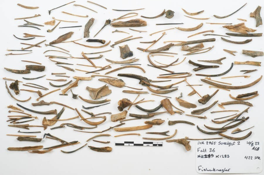 “Phát hiện này là một cột mốc quan trọng đối với khảo cổ học hàng hải. Đây là con tàu có bánh răng lớn nhất mà chúng ta biết đến và nó mang lại cho chúng ta cơ hội quý giá để tìm hiểu về cấu trúc và cuộc sống của thủy thủ trên những con tàu buôn lớn nhất thời Trung cổ”, trưởng nhóm khai quật Otto Uldum cho biết. Ảnh: Viking Ship Museum.