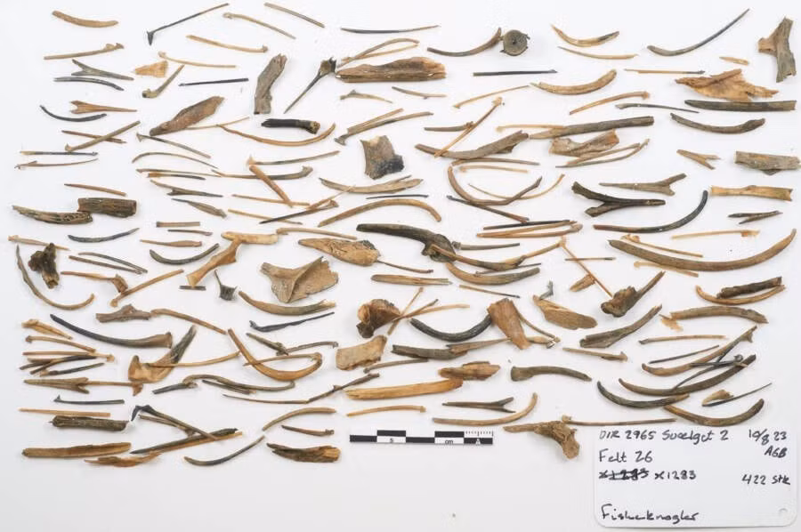 “Phát hiện này là một cột mốc quan trọng đối với khảo cổ học hàng hải. Đây là con tàu có bánh răng lớn nhất mà chúng ta biết đến và nó mang lại cho chúng ta cơ hội quý giá để tìm hiểu về cấu trúc và cuộc sống của thủy thủ trên những con tàu buôn lớn nhất thời Trung cổ”, trưởng nhóm khai quật Otto Uldum cho biết. Ảnh: Viking Ship Museum.