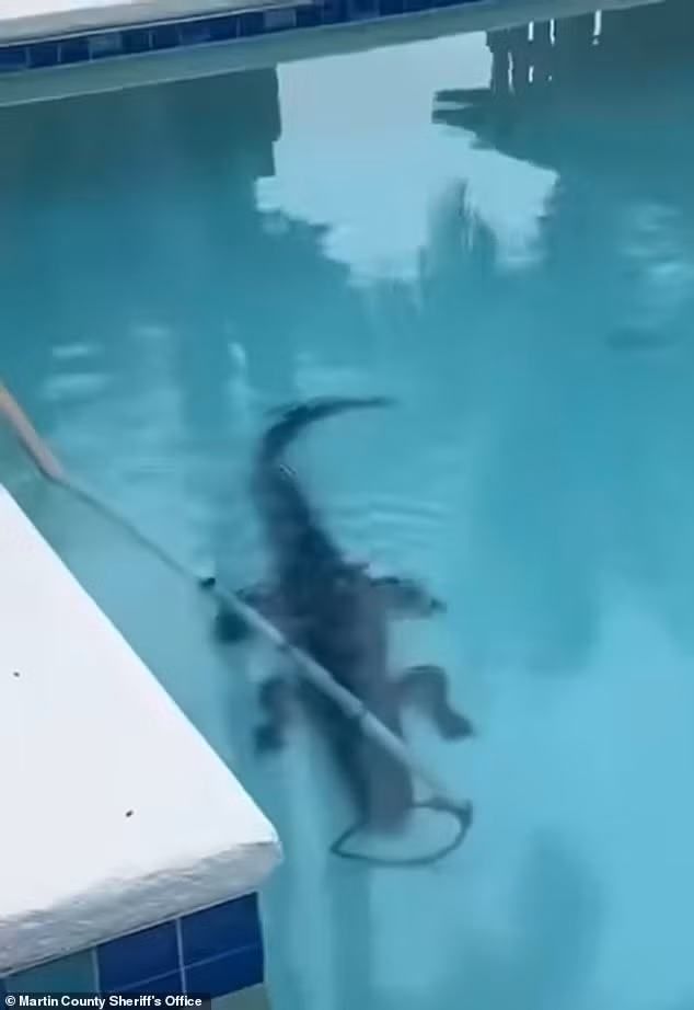 Theo Mail Online, một con cá sấu dài hơn 2m đã gây náo loạn một khu dân cư yên tĩnh ở Pinecrest Lakes, Florida (Mỹ) khi bất ngờ xuất hiện trong hồ bơi sân sau của một gia đình. Ảnh: Martin County Sheriff's Office.