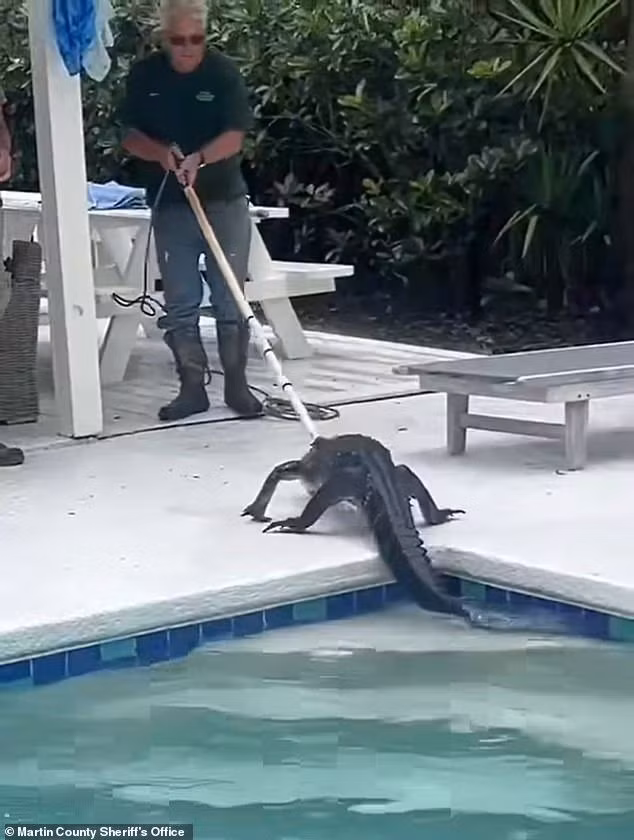 May mắn là không có ai bị thương khi sự việc được phát hiện sớm và xử lý kịp thời. Lực lượng chức năng suy đoán con cá sấu có thể đã trèo hoặc chui qua hàng rào để vào hồ bơi. Ảnh: Martin County Sheriff's Office.