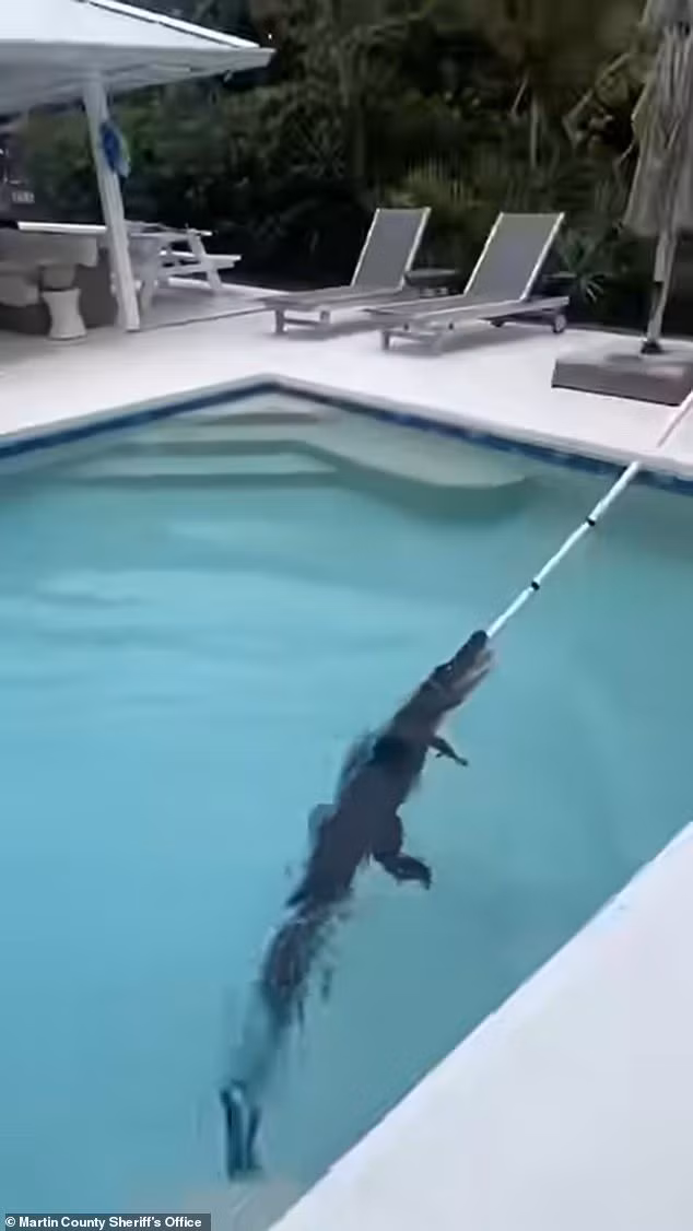 Hai cảnh sát Dawn Ferris và Crystal Nash là những người đầu tiên có mặt tại hiện trường sau khi nhận được cuộc gọi từ chủ nhà khi phát hiện con cá sấu khổng lồ đang nằm dài dưới hồ bơi. Ảnh: Martin County Sheriff's Office.