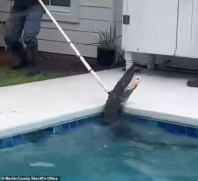 Khi chuyên gia bắt cá sấu Matt Hines đến hiện trường, ông sử dụng một cây sào đặc biệt để cố định và dẫn "vị khách không mời" vào vùng nước nông của hồ bơi. Ảnh: Martin County Sheriff's Office.