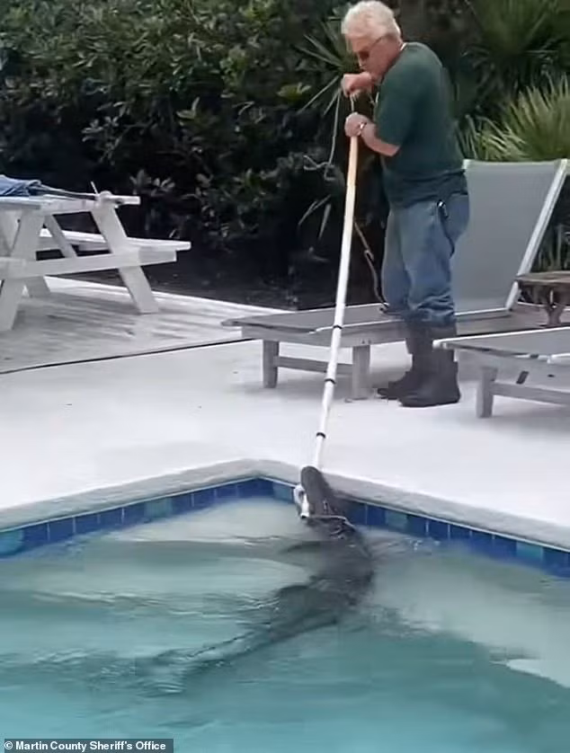 Thay vì đầu hàng, con cá sấu chống trả quyết liệt, quay nhiều vòng, quẫy đuôi mạnh tạo nên sóng nước tung tóe khắp hồ. Ảnh: Martin County Sheriff's Office.