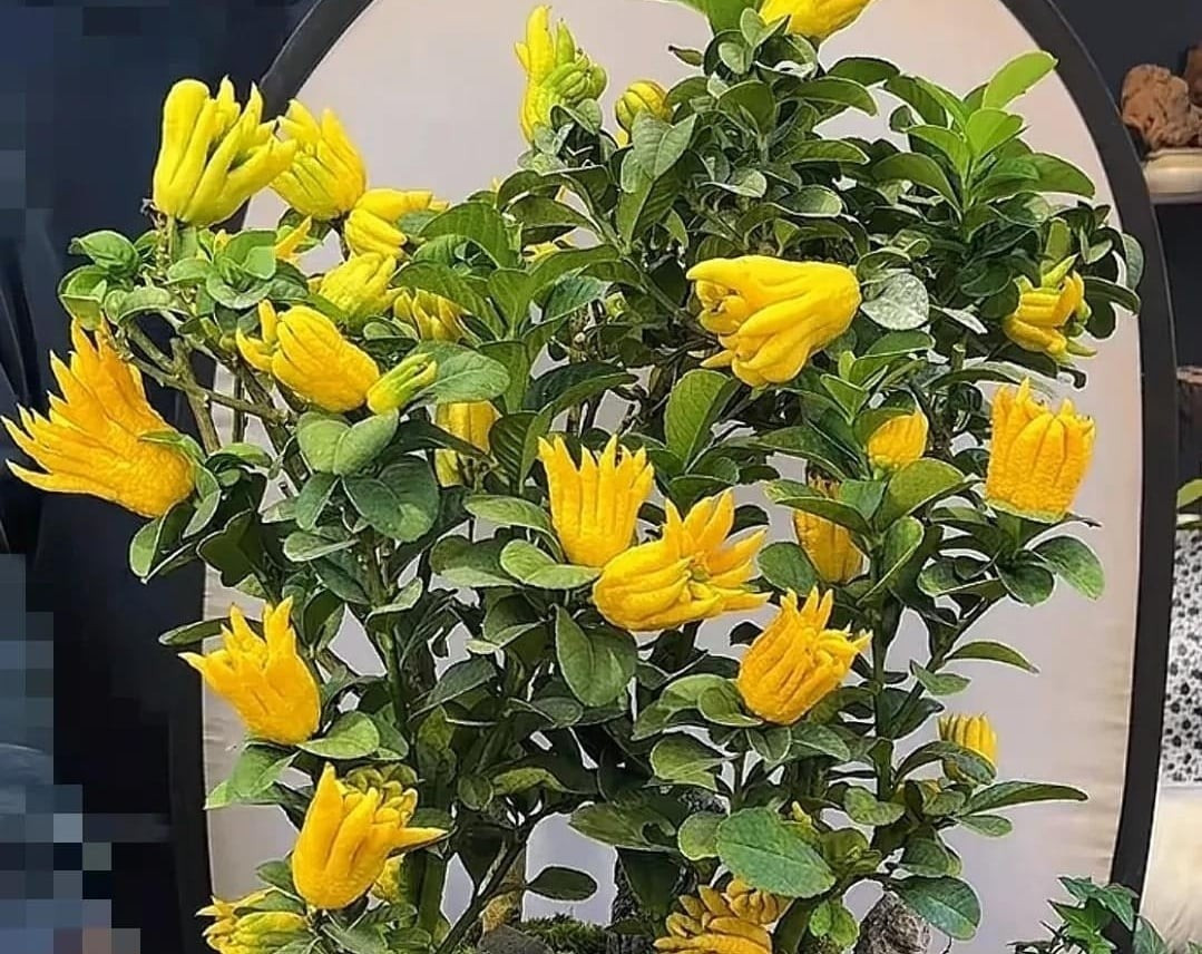 Nhờ hương thơm thanh khiết, bền lâu cùng ý nghĩa tâm linh sâu sắc, Phật thủ thường được đặt trên bàn thờ Phật, bàn thờ tổ tiên với mong muốn giữ phúc lành trong gia đình.