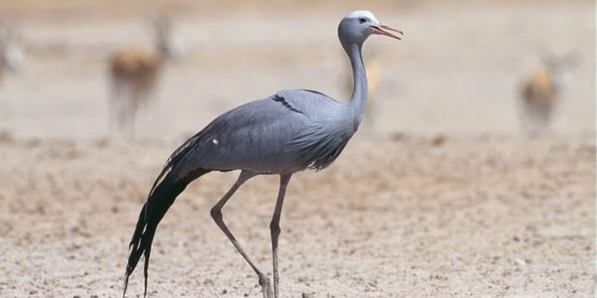 Theo nghiên cứu của nhà khoa học bảo tồn Christie Craig thuộc Quỹ bảo tồn động vật hoang dã nguy cấp (EWT), tỷ lệ sinh sản của sếu xanh ở Overberg đã giảm 50% trong 3 thập kỷ qua. Bà cho biết hiện không có đủ số lượng sếu non sống sót để duy trì quần thể. Ảnh: ewt.org.