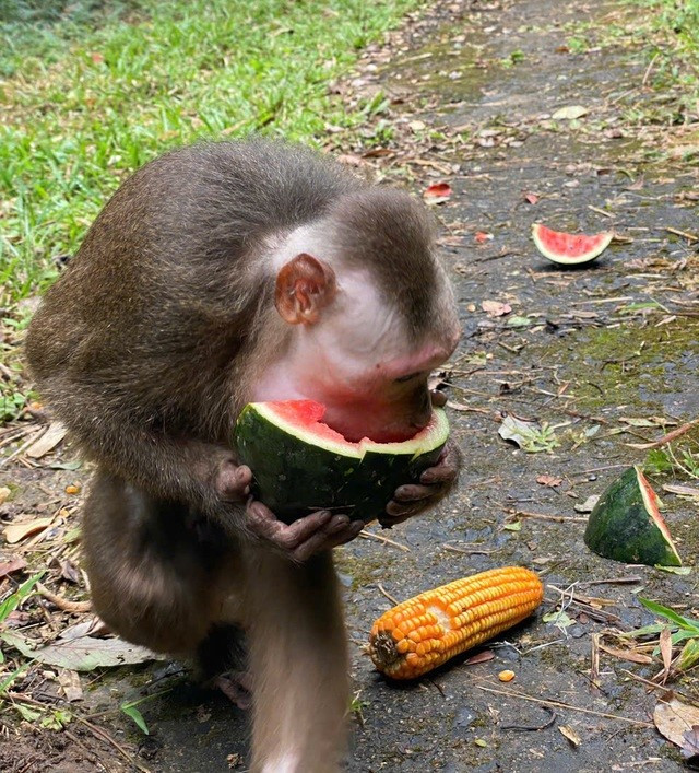 Là loài động vật lanh lợi, sau khi được thả về rừng, các loài khỉ đều thích nghi tốt với môi trường tự nhiên.